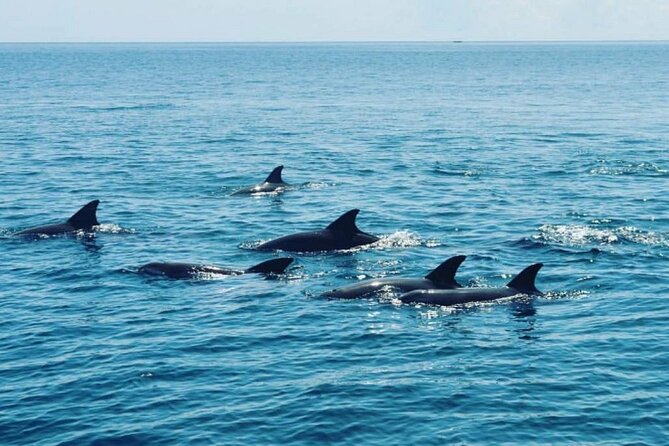 Wasini Dolphin Snorkeling - Dolphin spotting by boat: how to make the most of it