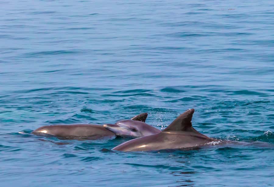 Wasini Island: Dolphin Spotting & Snorkel at Kisite Mpunguti - Key things to know before you go
