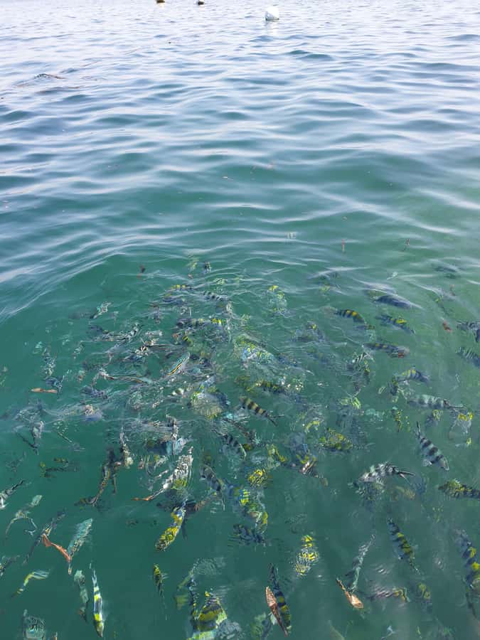 WATAMU: MALINDI: SARDEGNA ISLAND & MALINDI MARINE PARK - How Explore with Eve runs the day on the water