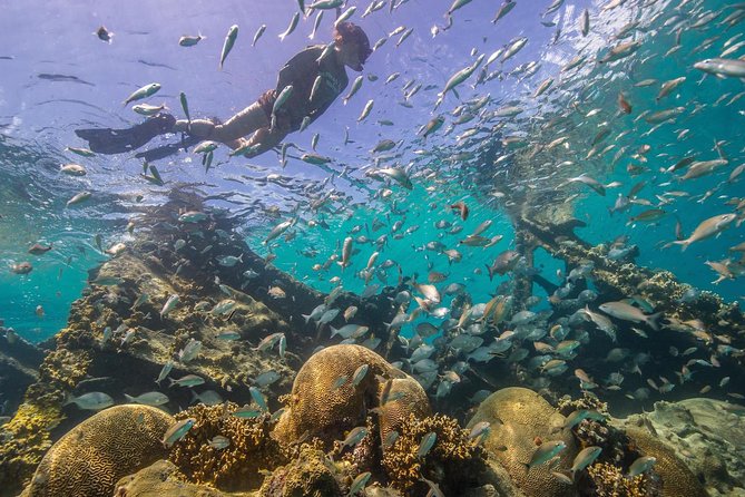 Watamu Marine Park & Sudi Island Mangrove Forest Canoe Ride.With sea food lunch - Sudi Island mangrove canoe: the calmer side of the coast