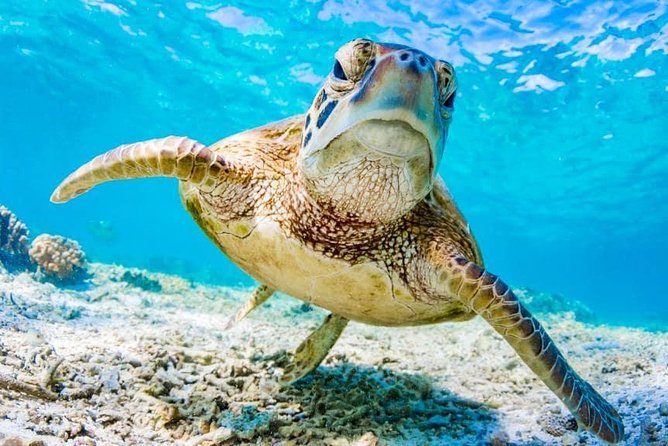 Watamu Marine Park & Sudi Island Mangrove Forest Canoe Ride.With sea food lunch - The beach BBQ seafood lunch, with drinks and a chicken option