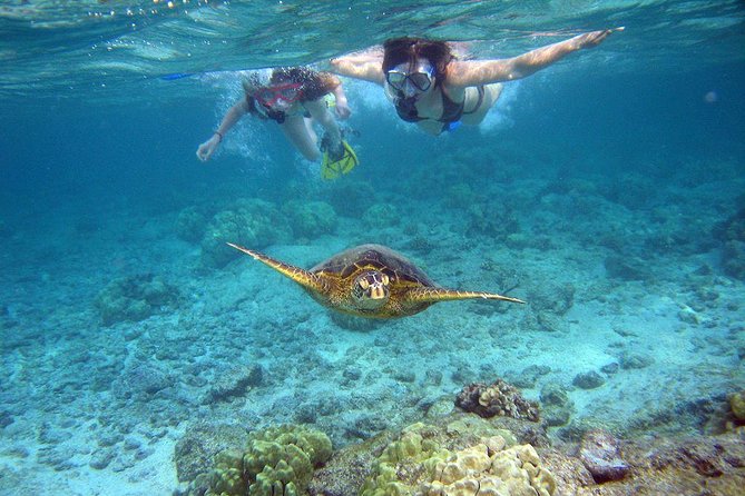 Watamu Marine Park & Sudi Island Mangrove Forest Canoe Ride.With sea food lunch - Dolphin odds, seasonality, and the reality of snorkeling
