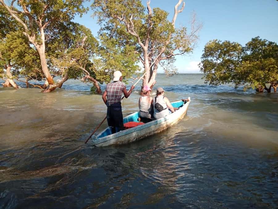 Watamu: Sunset Mangrove Canoe Tour with Coconut Drink - Birdlife in the creek, and why 65 species is a real promise