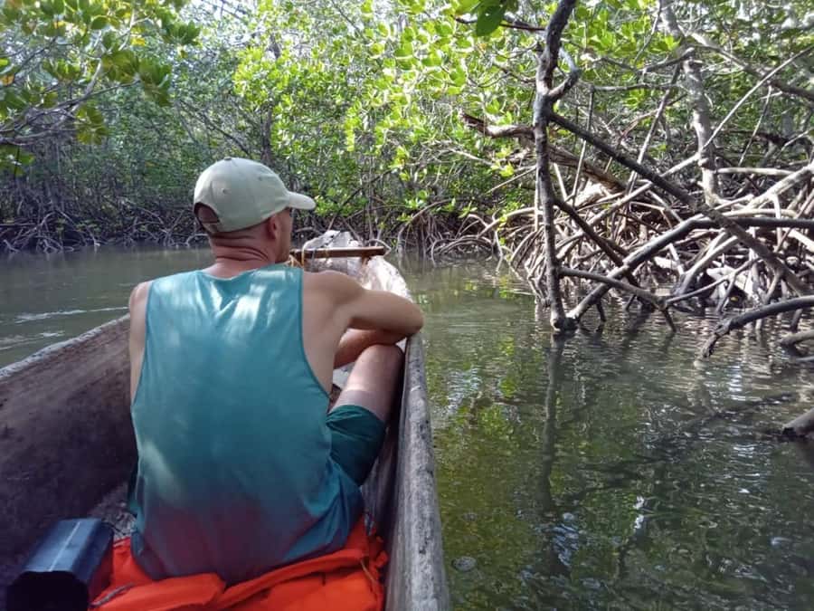 Watamu: Sunset Mangrove Canoe Tour with Coconut Drink - Mudskippers, frogfish, and oysters on mangrove roots