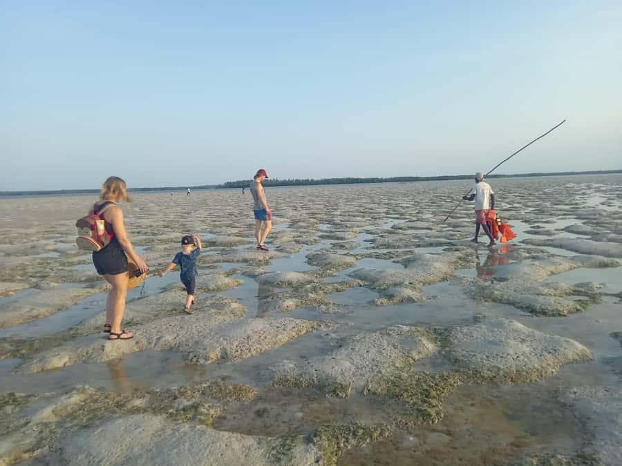 Watamu: Sunset Mangrove Canoe Tour with Coconut Drink - From mangrove path to muddy mudflats, what the early part feels like