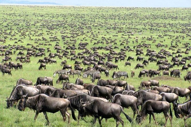 Wildebeest Migration in Masai Mara and Sightseeing 4 Days Tour - Day-by-day: what this 4-day Kenya safari feels like